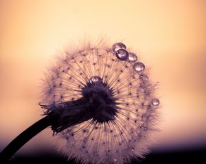 Preview wallpaper dandelion, drops, macro