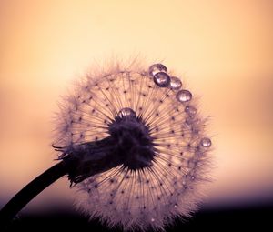 Preview wallpaper dandelion, drops, macro