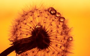 Preview wallpaper dandelion, drops, macro, flower