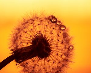 Preview wallpaper dandelion, drops, macro, flower