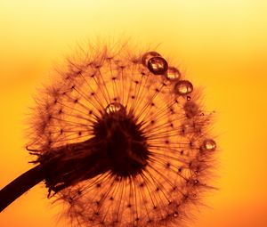 Preview wallpaper dandelion, drops, macro, flower