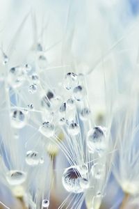 Preview wallpaper dandelion, drops, seeds, light