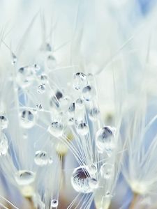 Preview wallpaper dandelion, drops, seeds, light