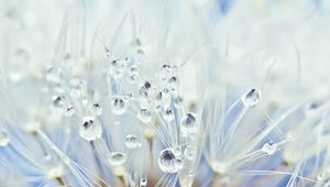 Preview wallpaper dandelion, drops, seeds, light