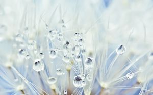 Preview wallpaper dandelion, drops, seeds, light
