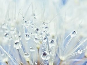 Preview wallpaper dandelion, drops, seeds, light