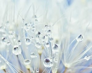 Preview wallpaper dandelion, drops, seeds, light