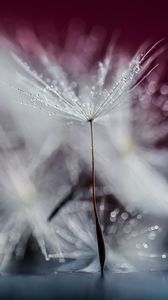 Preview wallpaper dandelion, drops, wet, macro