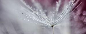 Preview wallpaper dandelion, drops, wet, macro