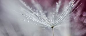 Preview wallpaper dandelion, drops, wet, macro