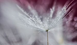 Preview wallpaper dandelion, drops, wet, macro