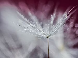 Preview wallpaper dandelion, drops, wet, macro