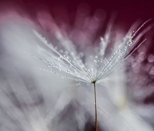 Preview wallpaper dandelion, drops, wet, macro