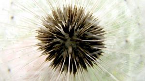 Preview wallpaper dandelion, dry, bud, down, white