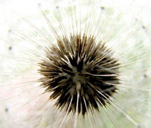 Preview wallpaper dandelion, dry, bud, down, white