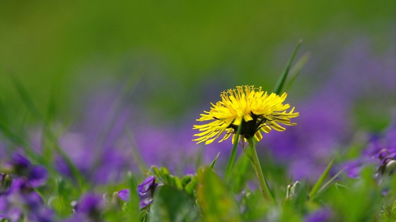 Wallpaper dandelion, field, flowers, grass, nature