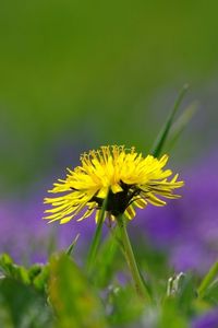 Preview wallpaper dandelion, field, flowers, grass, nature