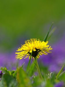 Preview wallpaper dandelion, field, flowers, grass, nature