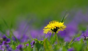 Preview wallpaper dandelion, field, flowers, grass, nature