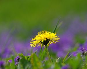 Preview wallpaper dandelion, field, flowers, grass, nature