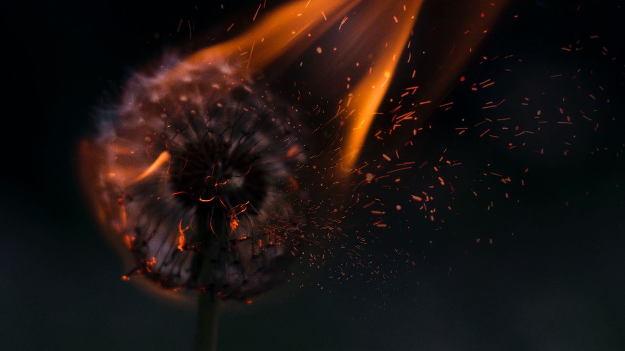 Wallpaper dandelion, fire, sparks
