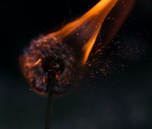 Preview wallpaper dandelion, fire, sparks
