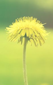 Preview wallpaper dandelion, flower, background, plant, blurring