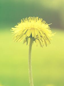 Preview wallpaper dandelion, flower, background, plant, blurring