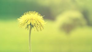 Preview wallpaper dandelion, flower, background, plant, blurring