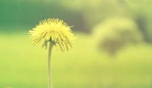 Preview wallpaper dandelion, flower, background, plant, blurring