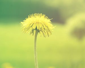 Preview wallpaper dandelion, flower, background, plant, blurring