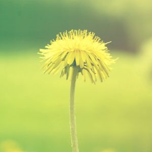 Preview wallpaper dandelion, flower, background, plant, blurring