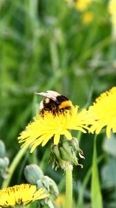 Preview wallpaper dandelion, flower, bee, pollination, clearing