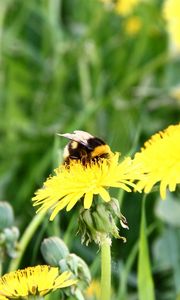 Preview wallpaper dandelion, flower, bee, pollination, clearing