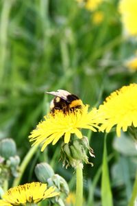 Preview wallpaper dandelion, flower, bee, pollination, clearing