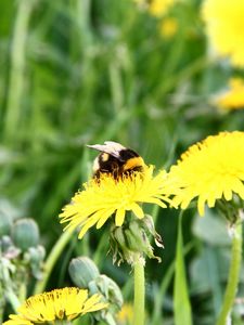 Preview wallpaper dandelion, flower, bee, pollination, clearing