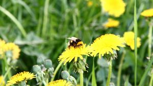 Preview wallpaper dandelion, flower, bee, pollination, clearing