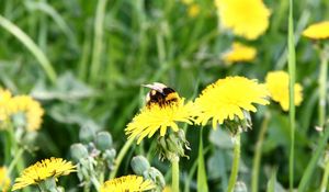 Preview wallpaper dandelion, flower, bee, pollination, clearing