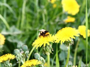 Preview wallpaper dandelion, flower, bee, pollination, clearing