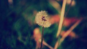 Preview wallpaper dandelion, flower, blur