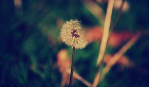 Preview wallpaper dandelion, flower, blur