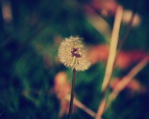 Preview wallpaper dandelion, flower, blur