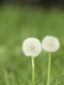 Preview wallpaper dandelion, flower, blur, fluff