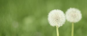 Preview wallpaper dandelion, flower, blur, fluff