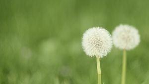 Preview wallpaper dandelion, flower, blur, fluff