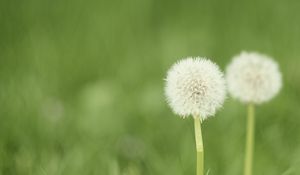 Preview wallpaper dandelion, flower, blur, fluff