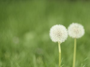 Preview wallpaper dandelion, flower, blur, fluff