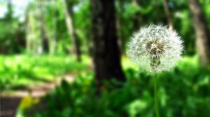 Preview wallpaper dandelion, flower, blurring