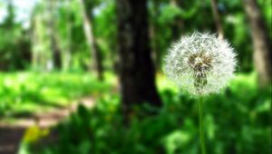 Preview wallpaper dandelion, flower, blurring