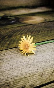 Preview wallpaper dandelion, flower, board, wood